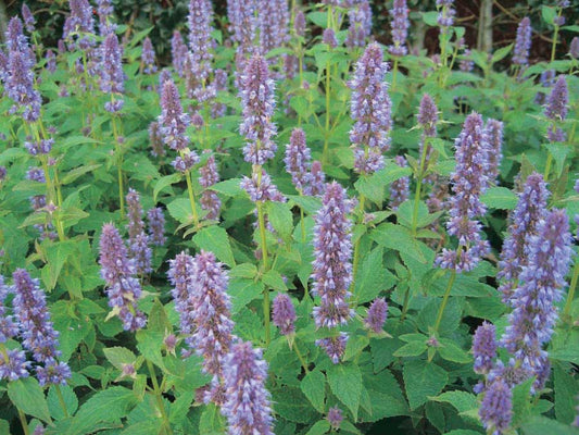 Agastache (Foeniculum) - 833A