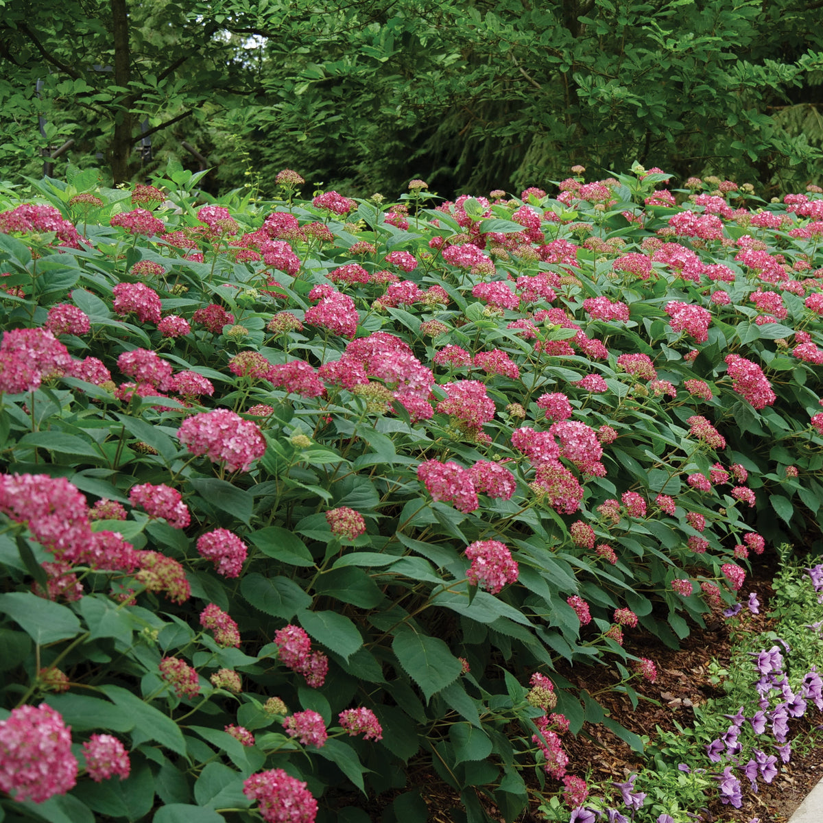 T&T Hydrangea Invincibelle Ruby Potted 1 Gal - 8330P
