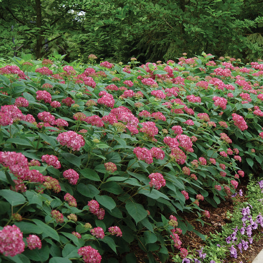 T&T Hydrangea Invincibelle Ruby Potted 1 Gal - 8330P