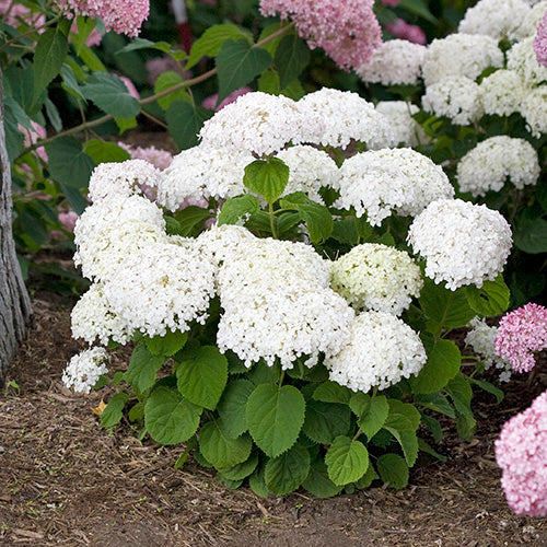Hydrangea Invincibelle Wee White 2.0 - 8333A