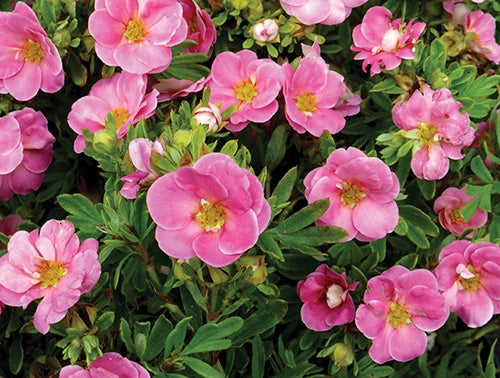 Potentilla Happy Face Pink Paradise - 8334A