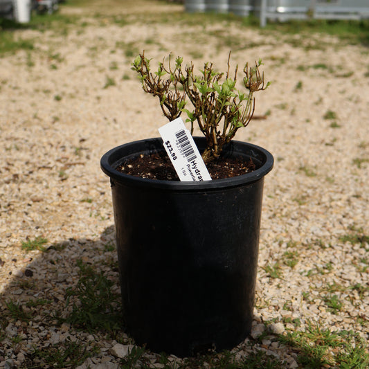 8339P - T&T Hydrangea Powerball Potted 1 Gal