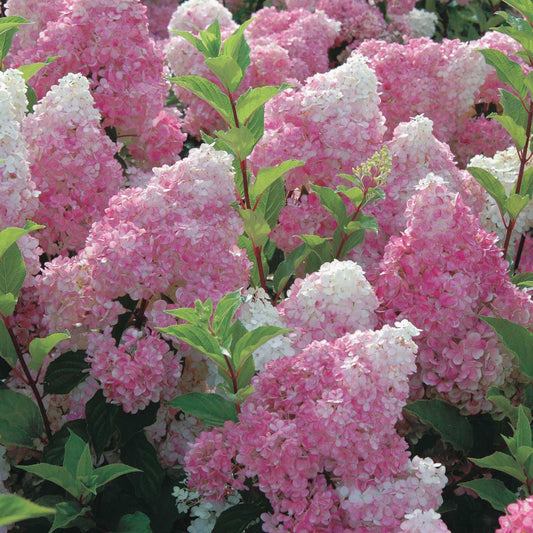 Hydrangea Vanilla Strawberry - 8340A