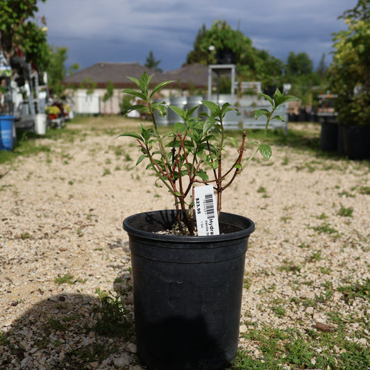 8340P - T&T Hydrangea Vanilla Strawberry Potted 1 Gal
