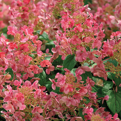 Hydrangea Little Quick Fire