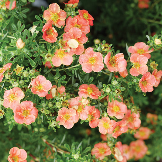 Potentilla Happy Face Orange