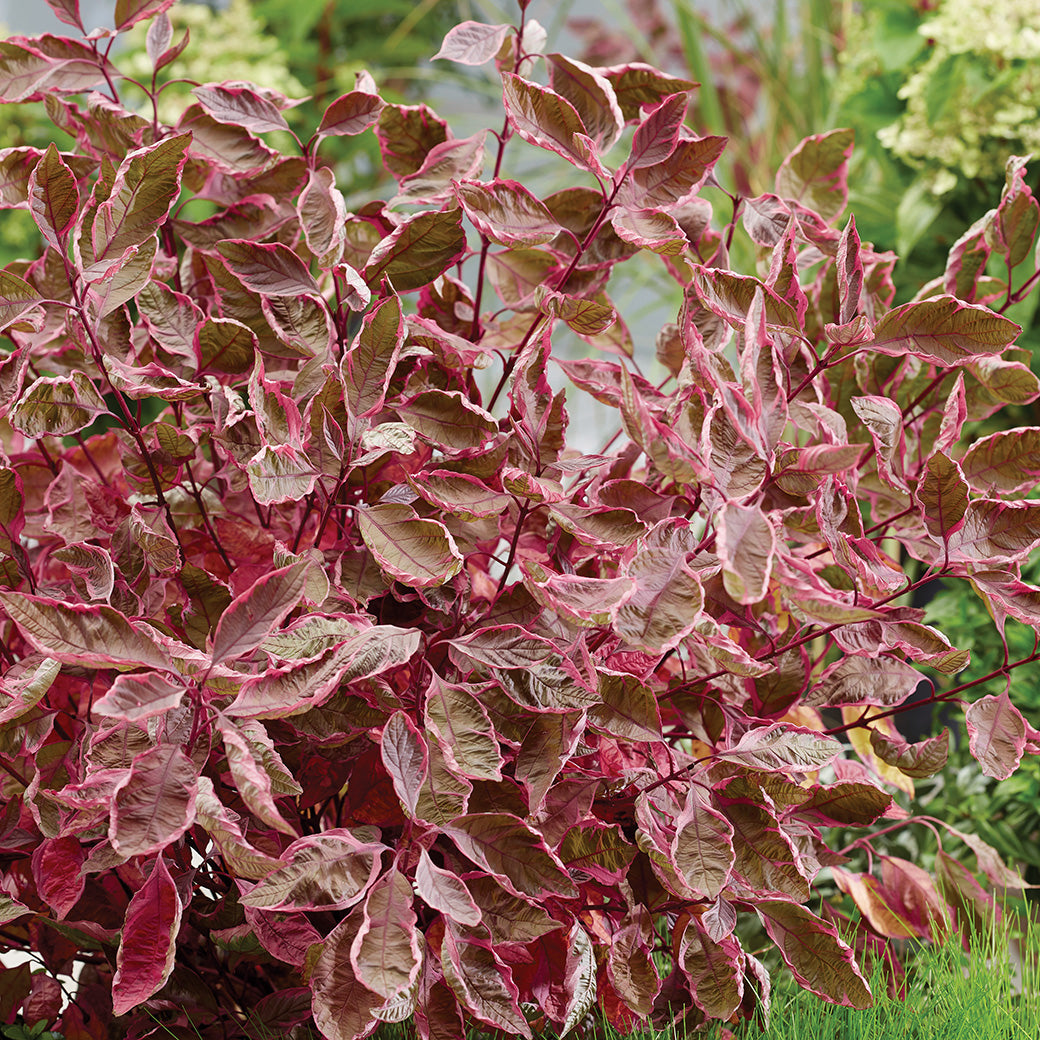 Dogwood Sgt. Pepper