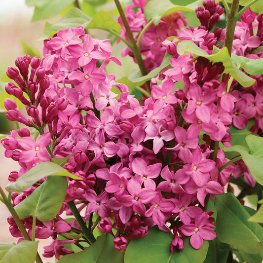 Lilac Scentra Dark Magenta