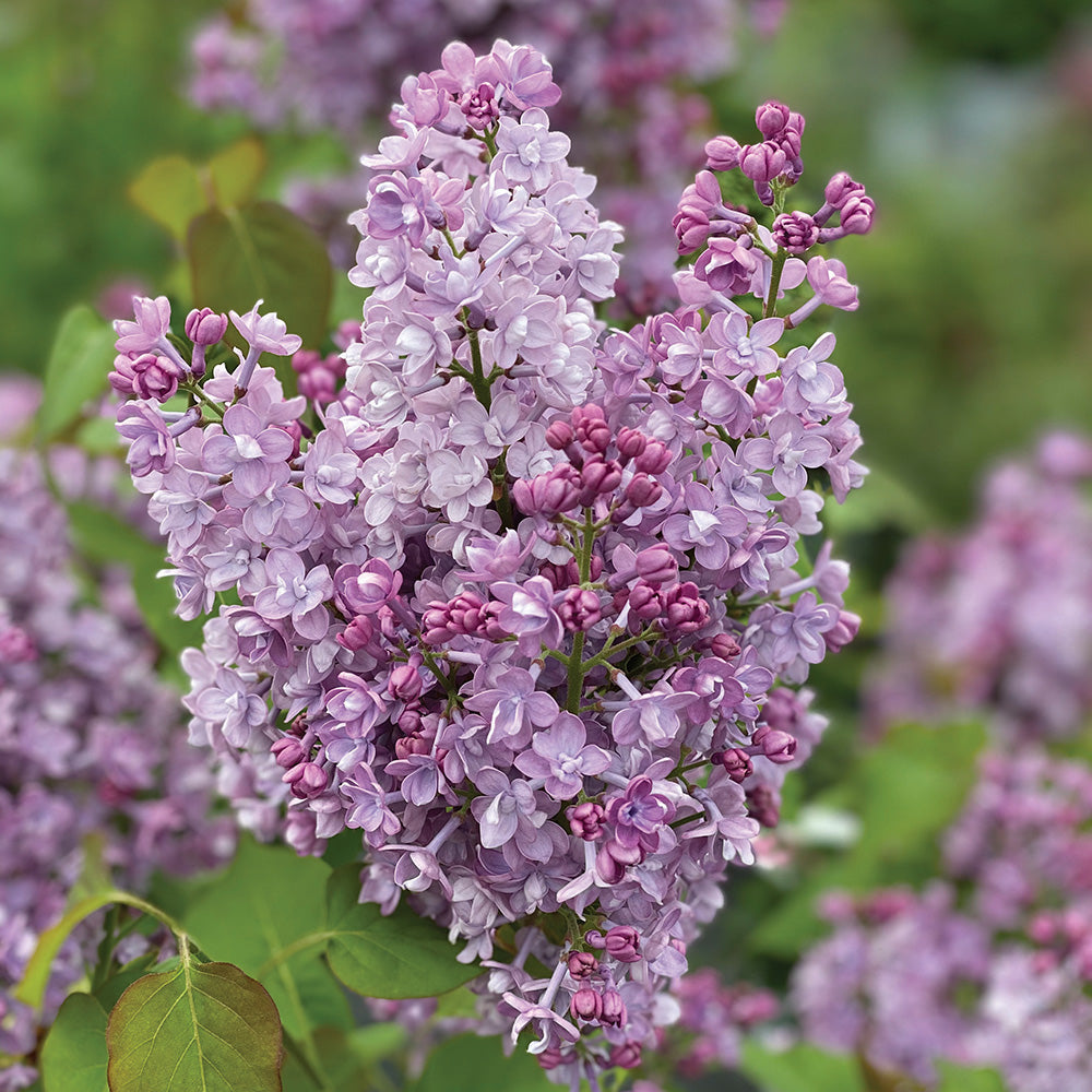 Lilac Scentra Double Blue