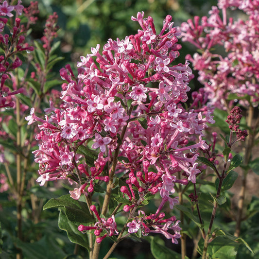 Lilac Bloomerang Ballet