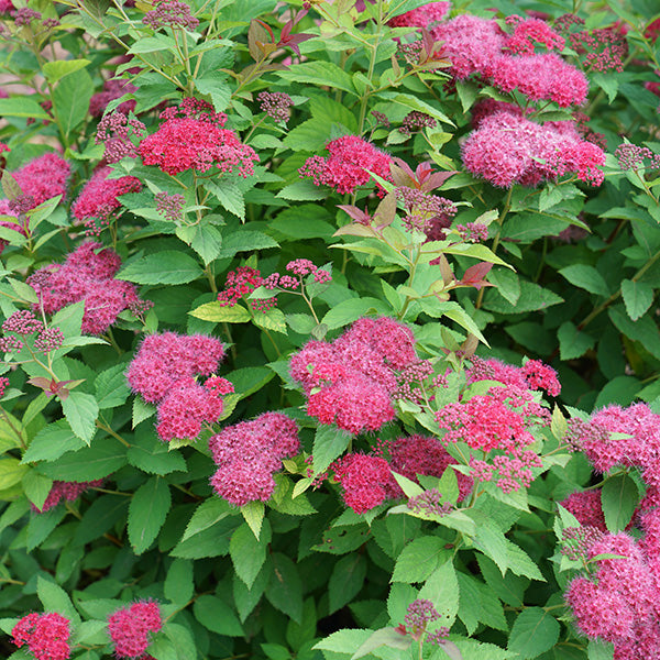 Spirea Double Play Doozie
