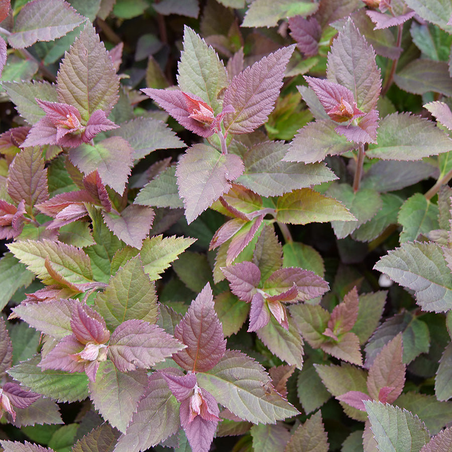 Spirea Double Play Doozie