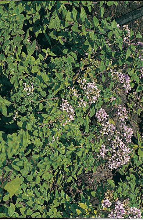 Oregano - 835A