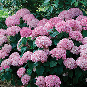 Hydrangea Invincibelle Wee Pink