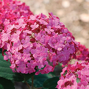 Hydrangea Invincibelle Vivid