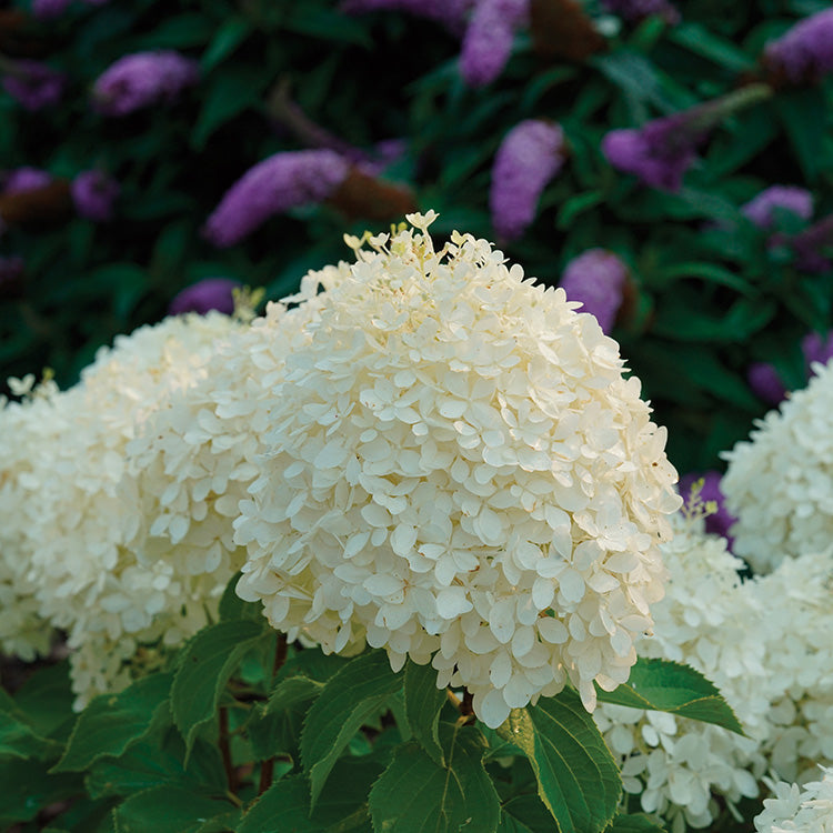 Hydrangea Puffer Fish