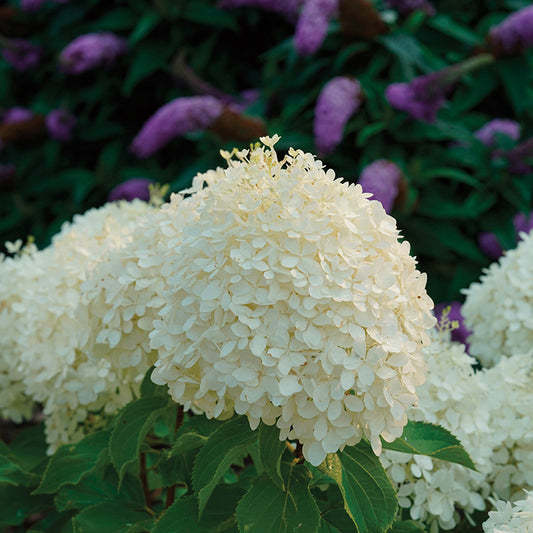 Hydrangea Puffer Fish