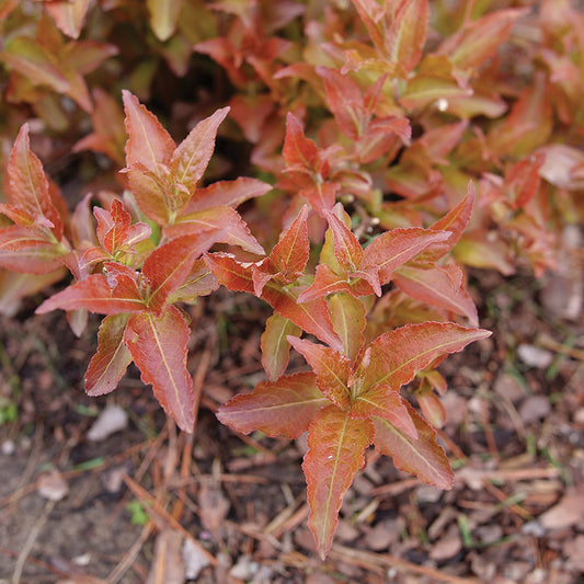 Diervilla Kodiak Red 2.0