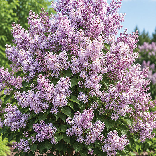 Lilac Dream Cloud