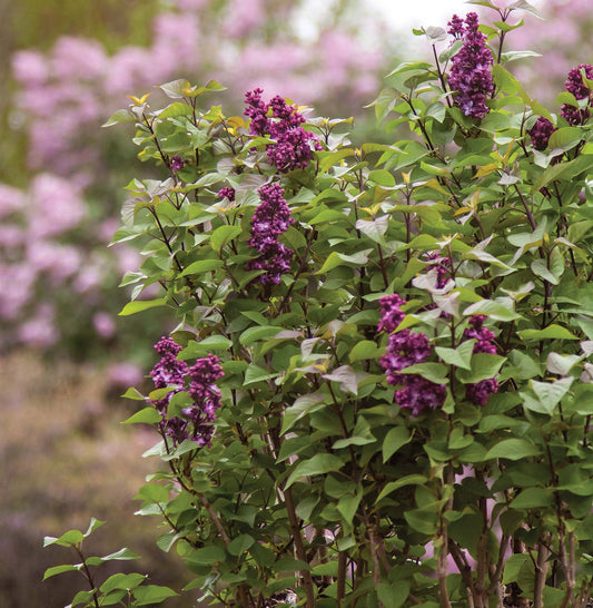 Virtual Violet Lilac - 8355A