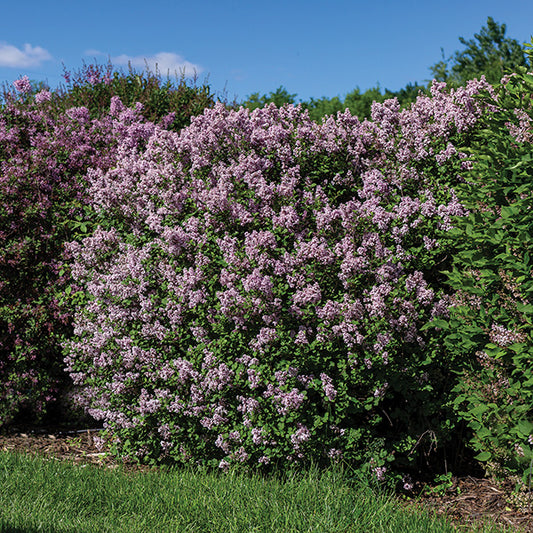 Lilac Dwarf Korean