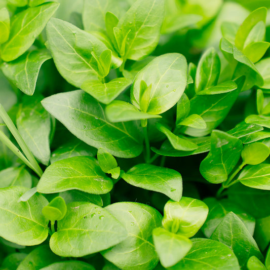 Oregano