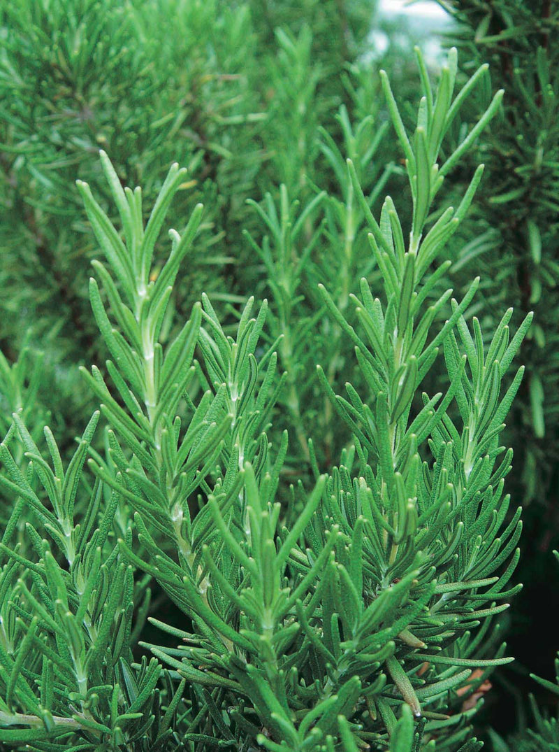 Rosemary - 836A