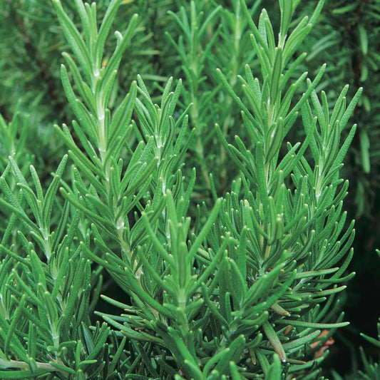 Rosemary