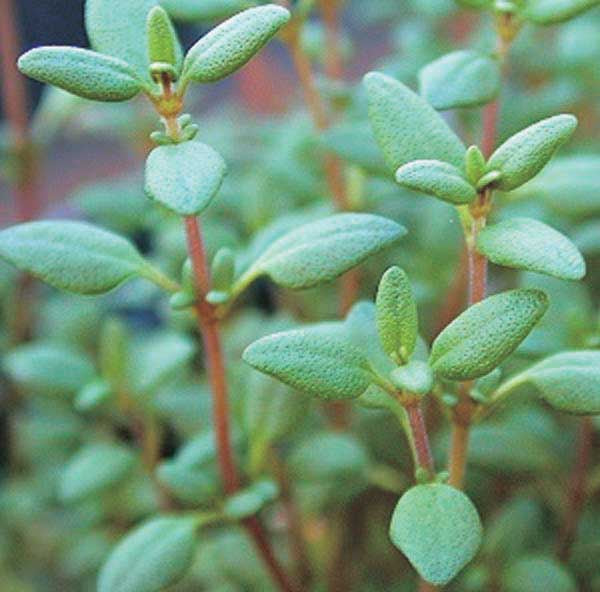 Thyme - English - 837A
