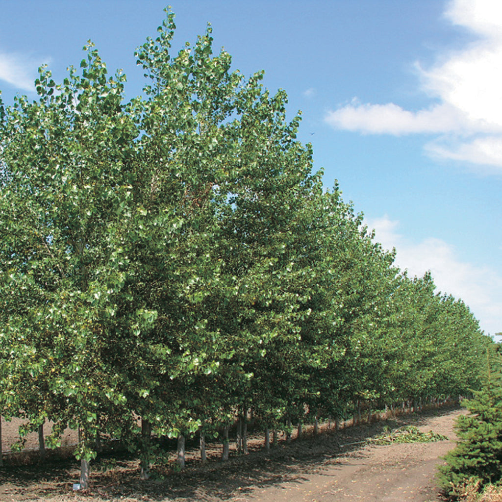 Trees Poplar Green Giant - 8375A