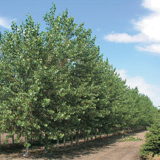 Trees Poplar Green Giant