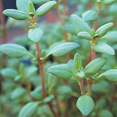 Thyme - English - 837A