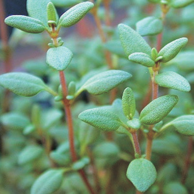 Thyme - English