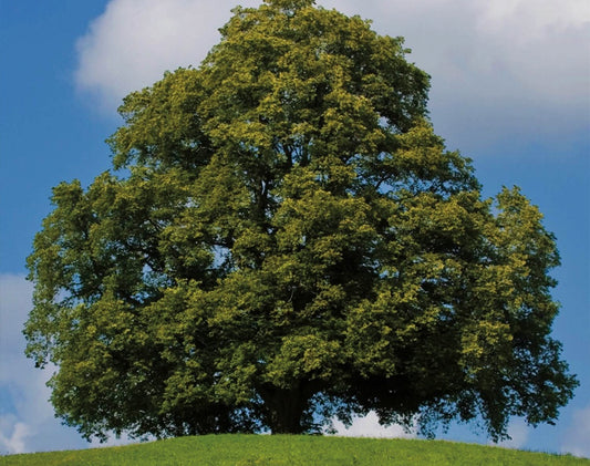 Little Leaf Linden - 8380A