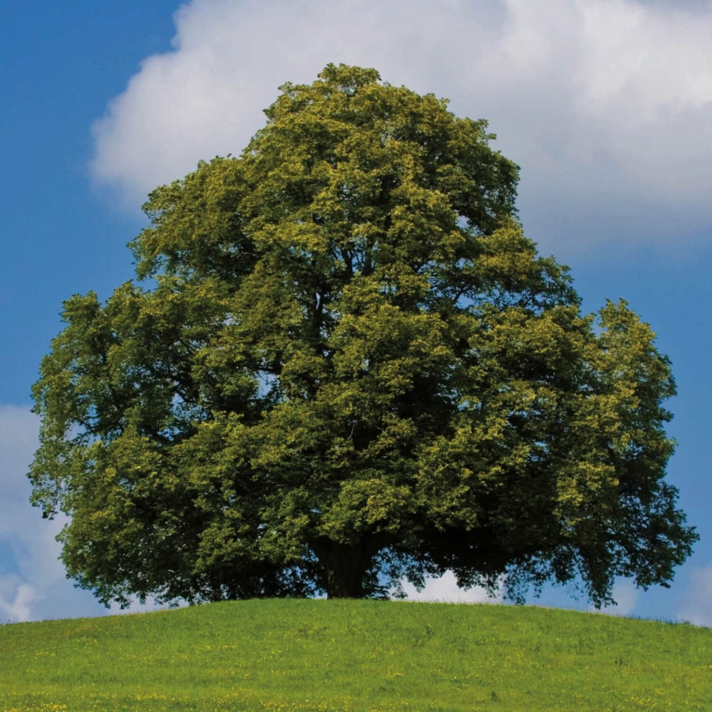 Little Leaf Linden - 8380A