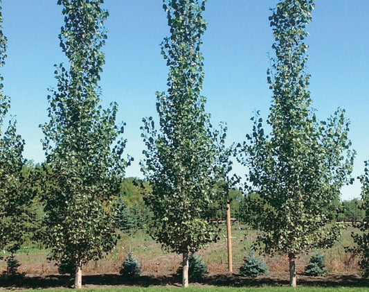 Sundance Poplar - 8385A
