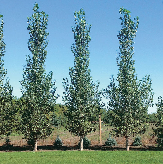 Sundance Poplar