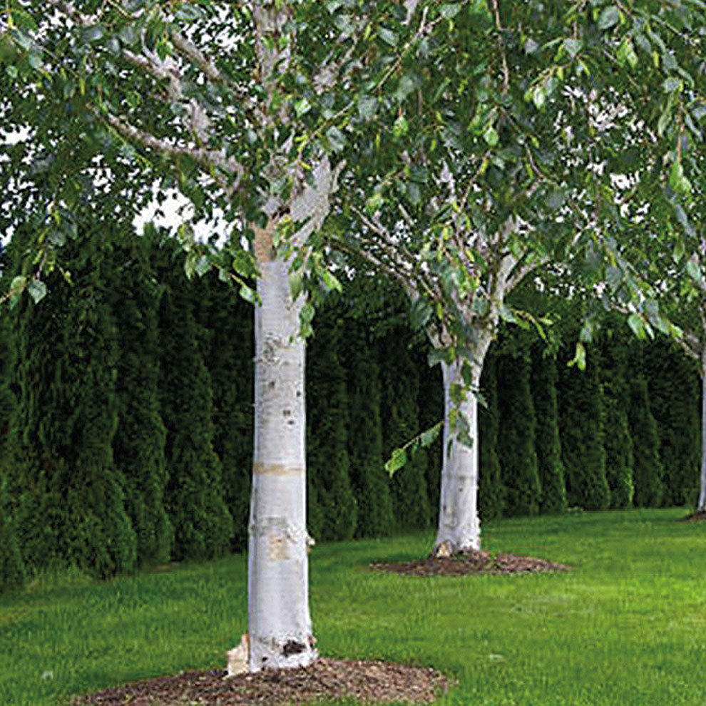 Paper Birch - 8387A