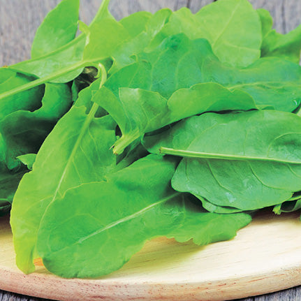 Sorrel