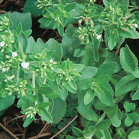 Stevia