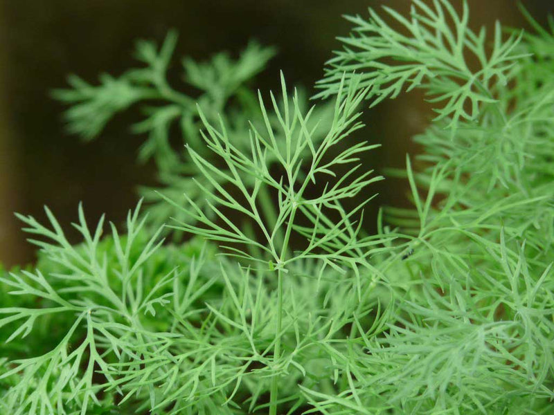 Fernleaf Dill - 840A