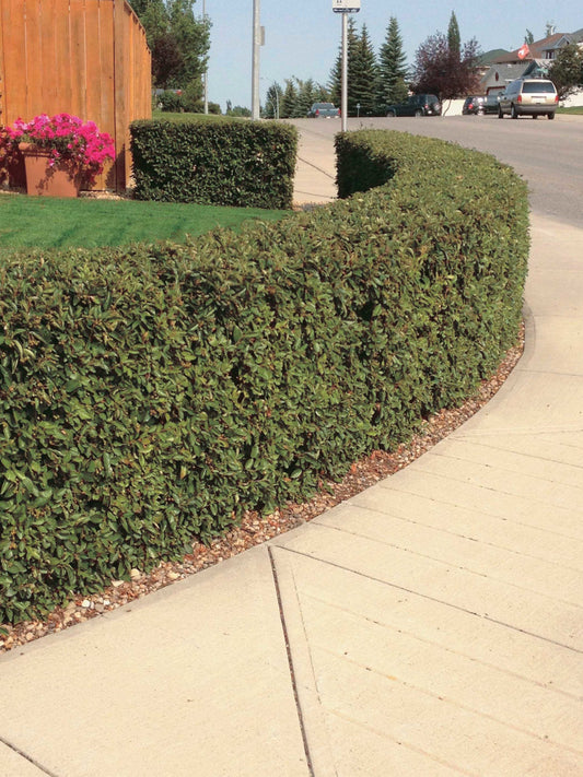 Hedging Cotoneaster - 8403A