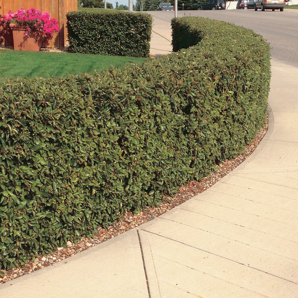 Hedging Cotoneaster - 8403A