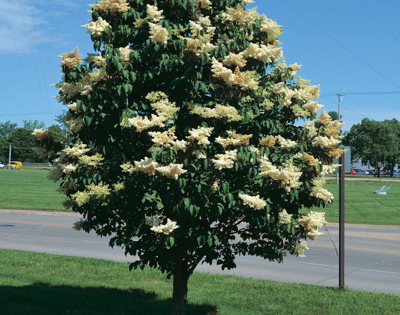 Japanese Tree Lilac - 8405A