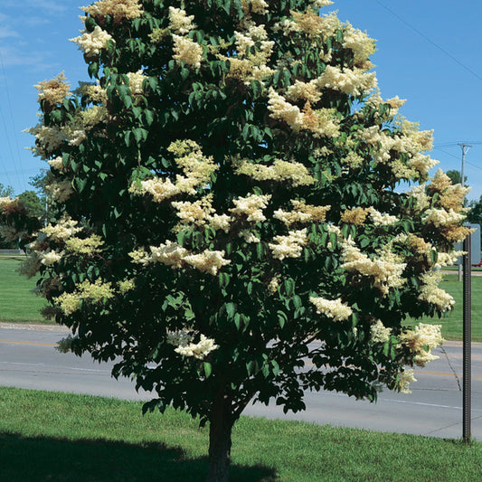 Japanese Tree Lilac