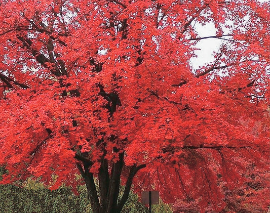 Trees Tatarian Maple (Hedging Size) - 8406A