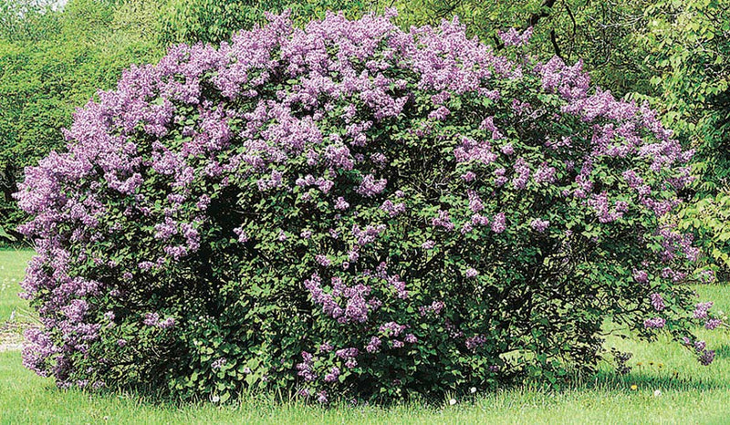Hedging Villosa Lilac - 8408A
