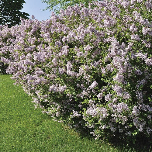 Hedging Villosa Lilac