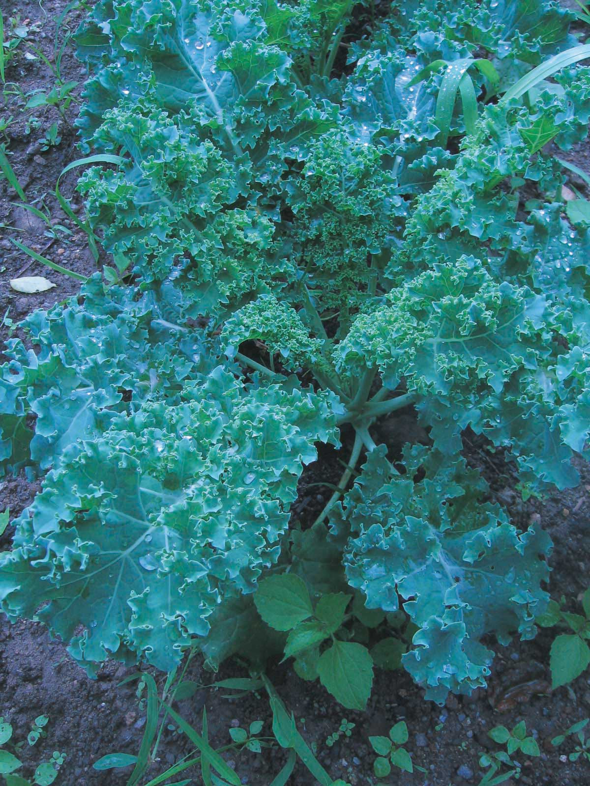Kale Blue Curled (35-80 Days) - 841A
