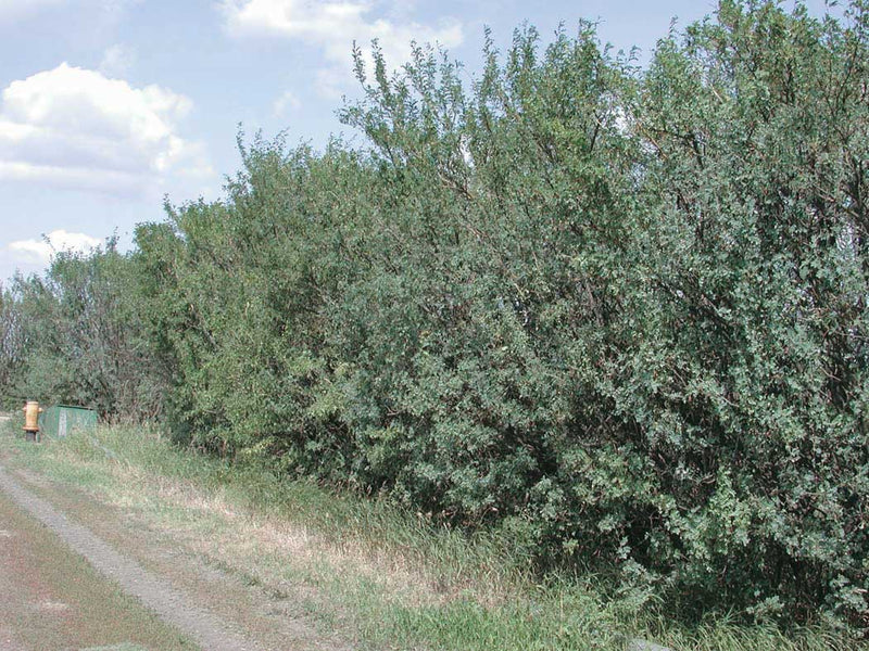 Common Caragana - 8411F